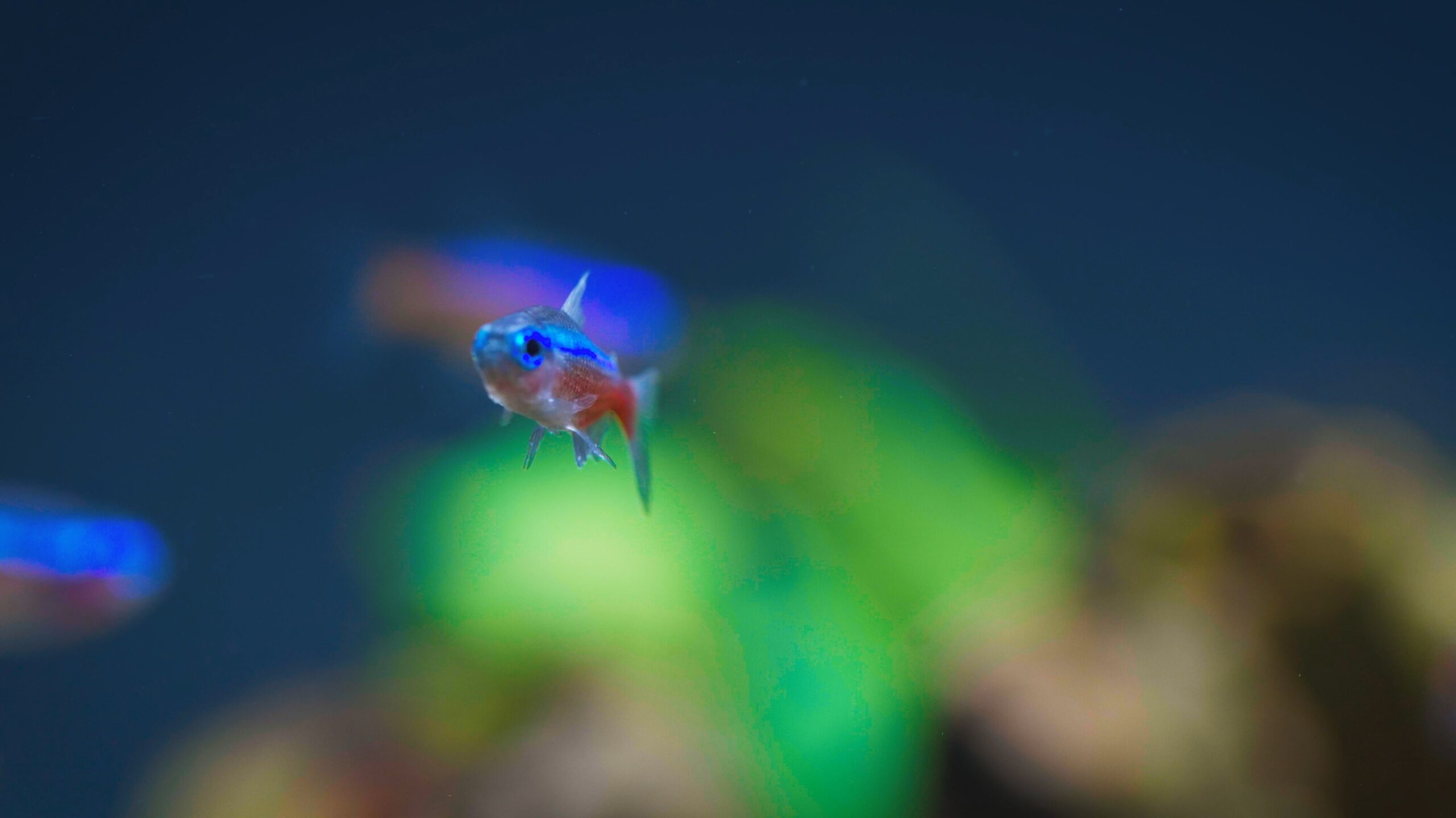 Aquazone - At The Heart 4K FIN (No Sub).mp4_snapshot_00.19.164