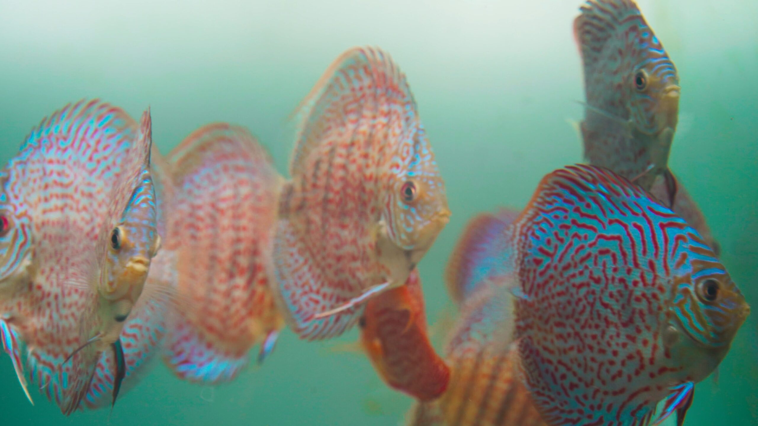 Aquazone - At The Heart 4K FIN (No Sub).mp4_snapshot_00.30.891